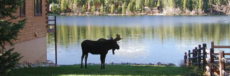 Moose near Columbine Lake