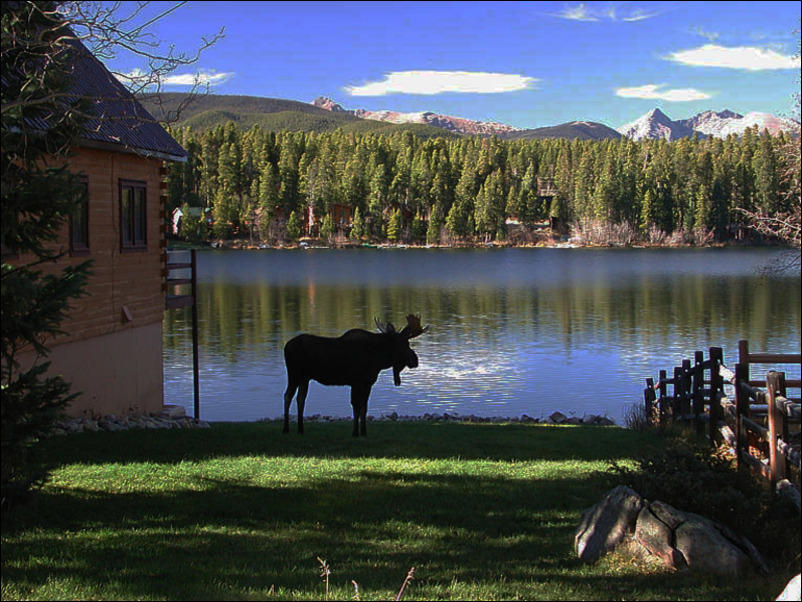 Moose near Columbine Lake in Grand County